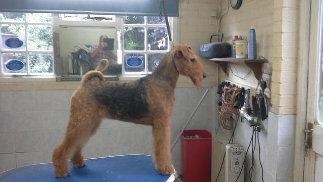 Brisline's Born In The USA For Daedal