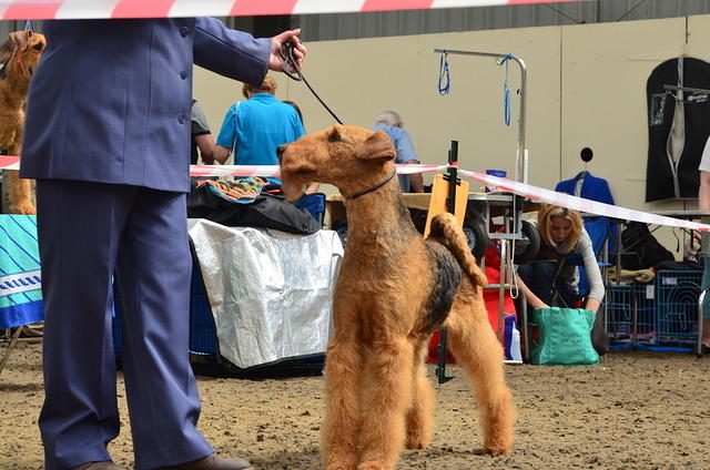 Clacton & District Canine Society