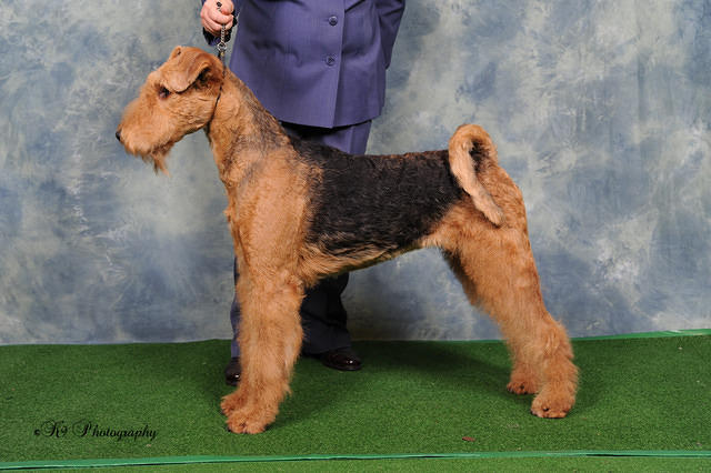 Brislines Born In The USA For Daedal (Susan)