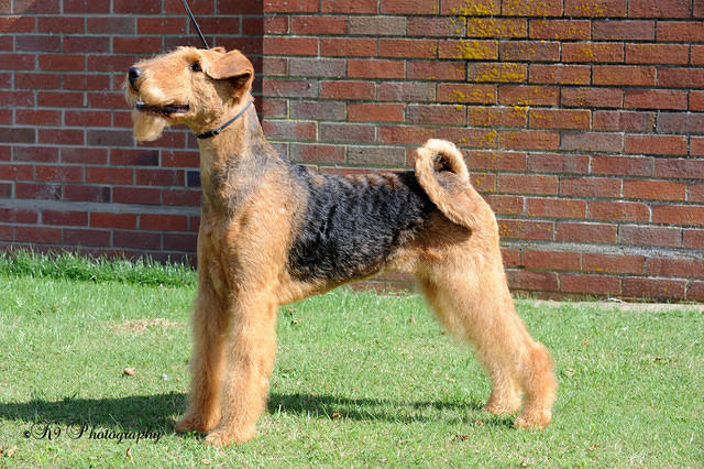 Brislines Born In The USA For Daedal