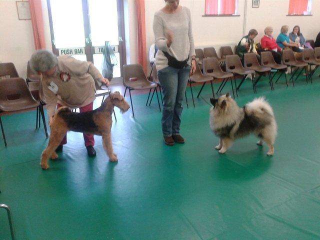 Brislines Born In The USA for Daedal