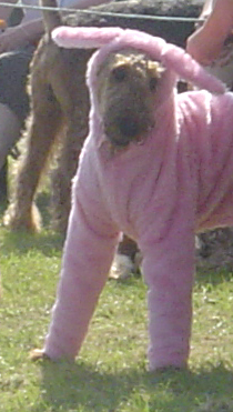 Wilbur in bunny suit