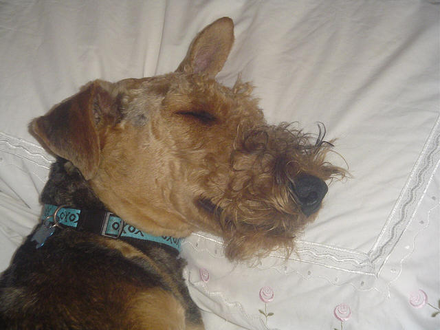 Wilbut sleeping it off