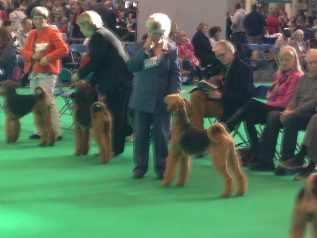 crufts 2015 "Brislines Born In The USA For Daedal"