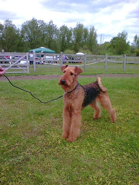 Lowestoft,Oulton Broard Canine Show 2015.Best Of Breed