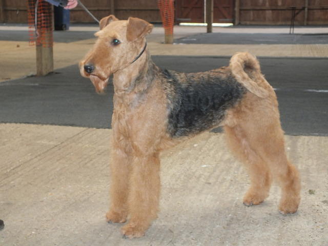 Brislines Born In The USA For Daedal."Susan"