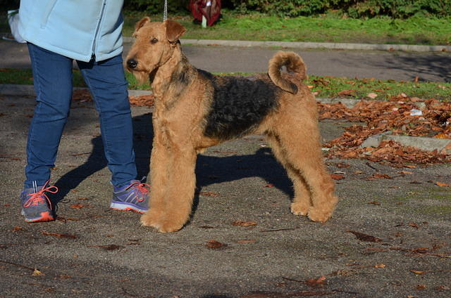 queenie yearbook 2018