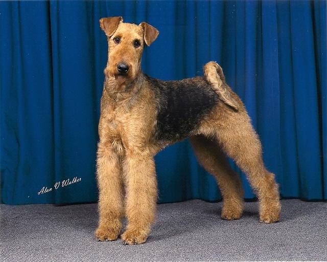 Brislines Born In The USA For Daedal.