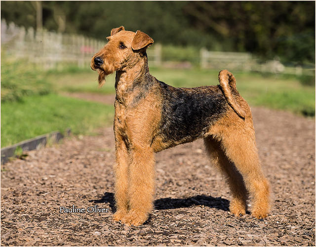 GREAT YARMOUTH CANINE SOCETY 2015