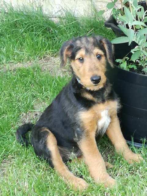 This is Wilf one of the Daedal Puppies