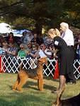 "Jaxson" GCH CH Penaire's Chip Leader At Longvue
