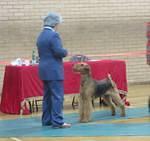 Brisline's Born In The USA For Daedal