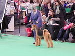 crufts 2014 046